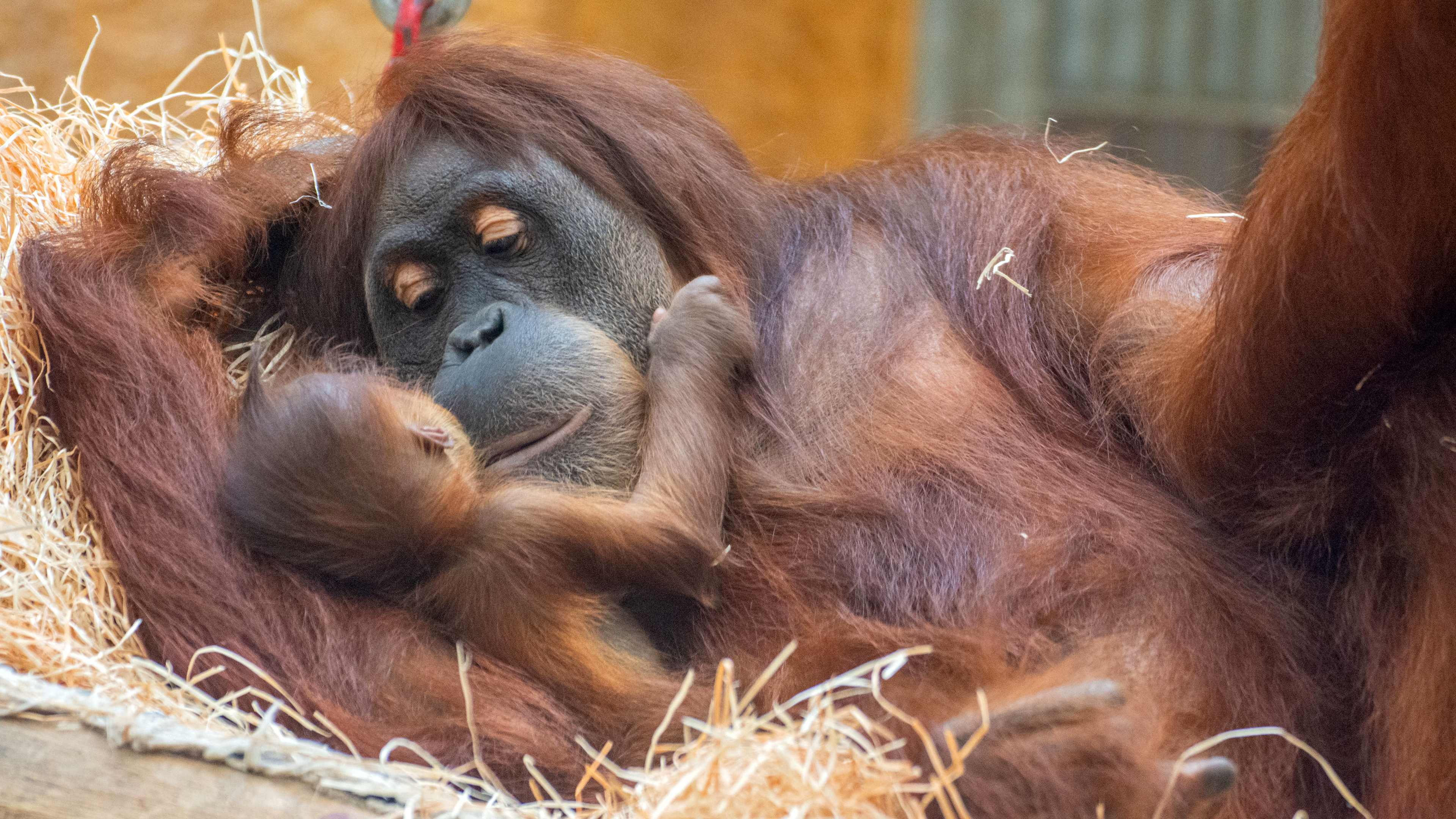 Orang-Utan Mama und Kind im Dortmunder Zoo