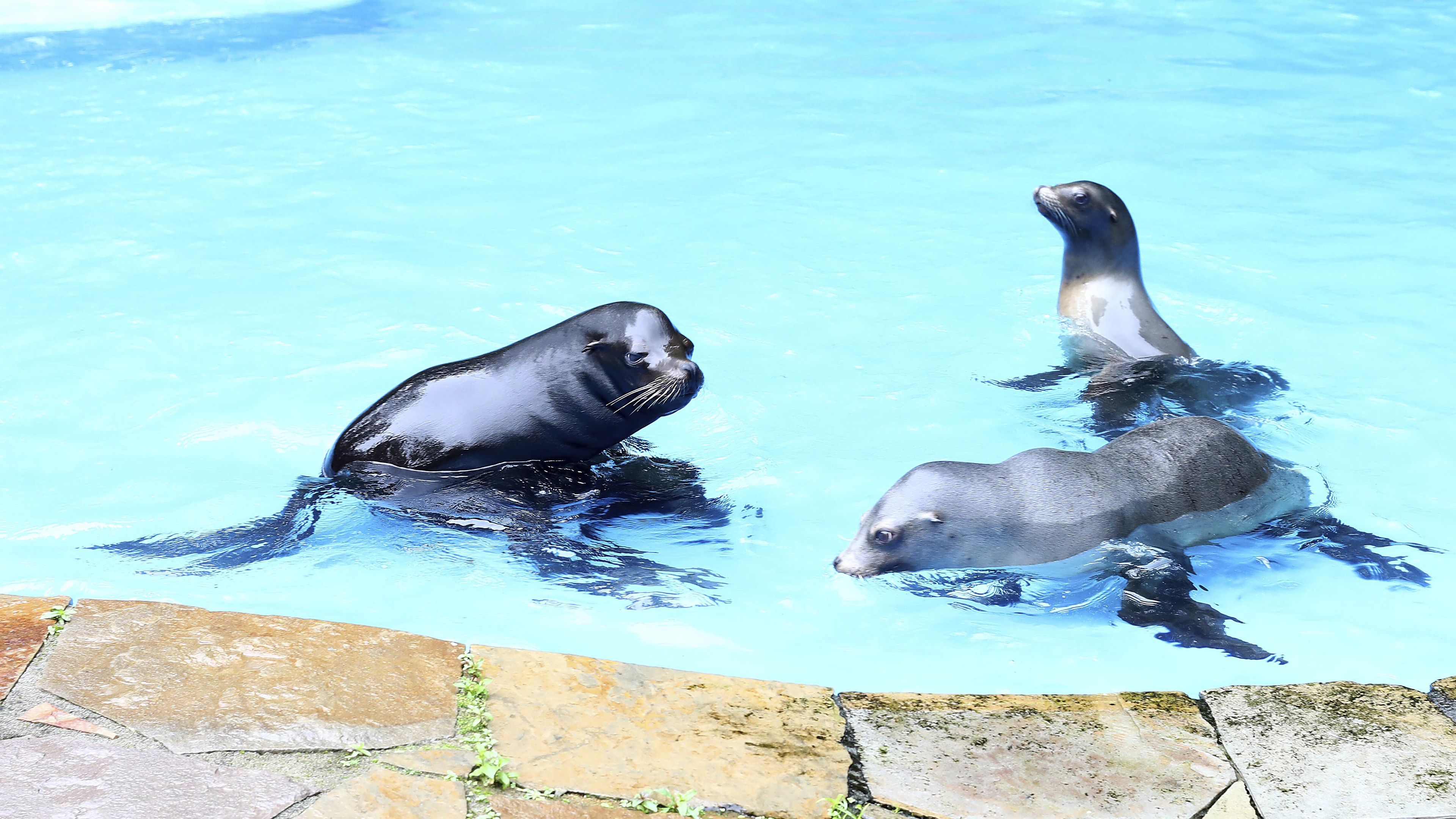 Robben und Seelöwen im Dortmunder Zoo