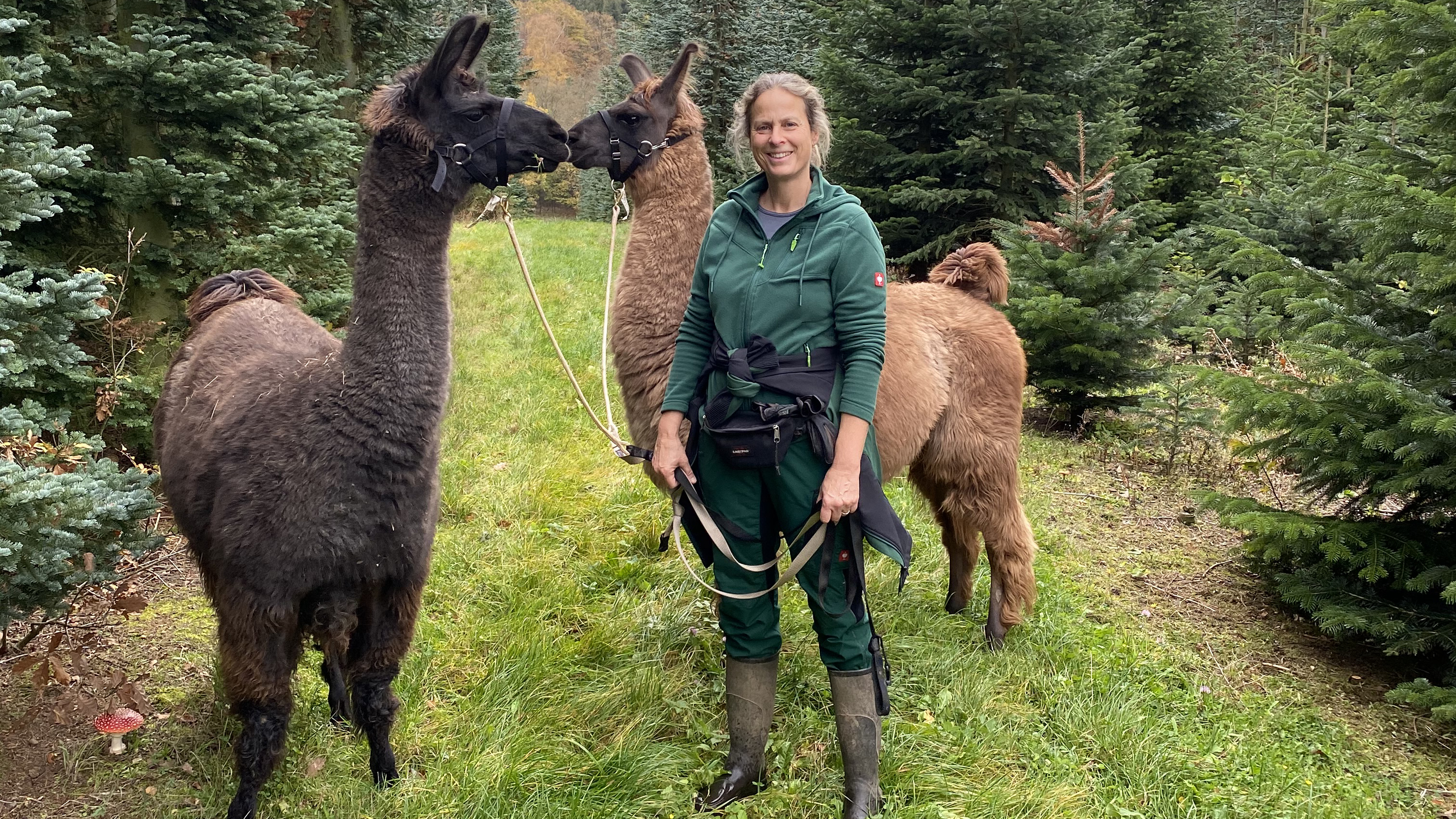 Lama und Alpaka