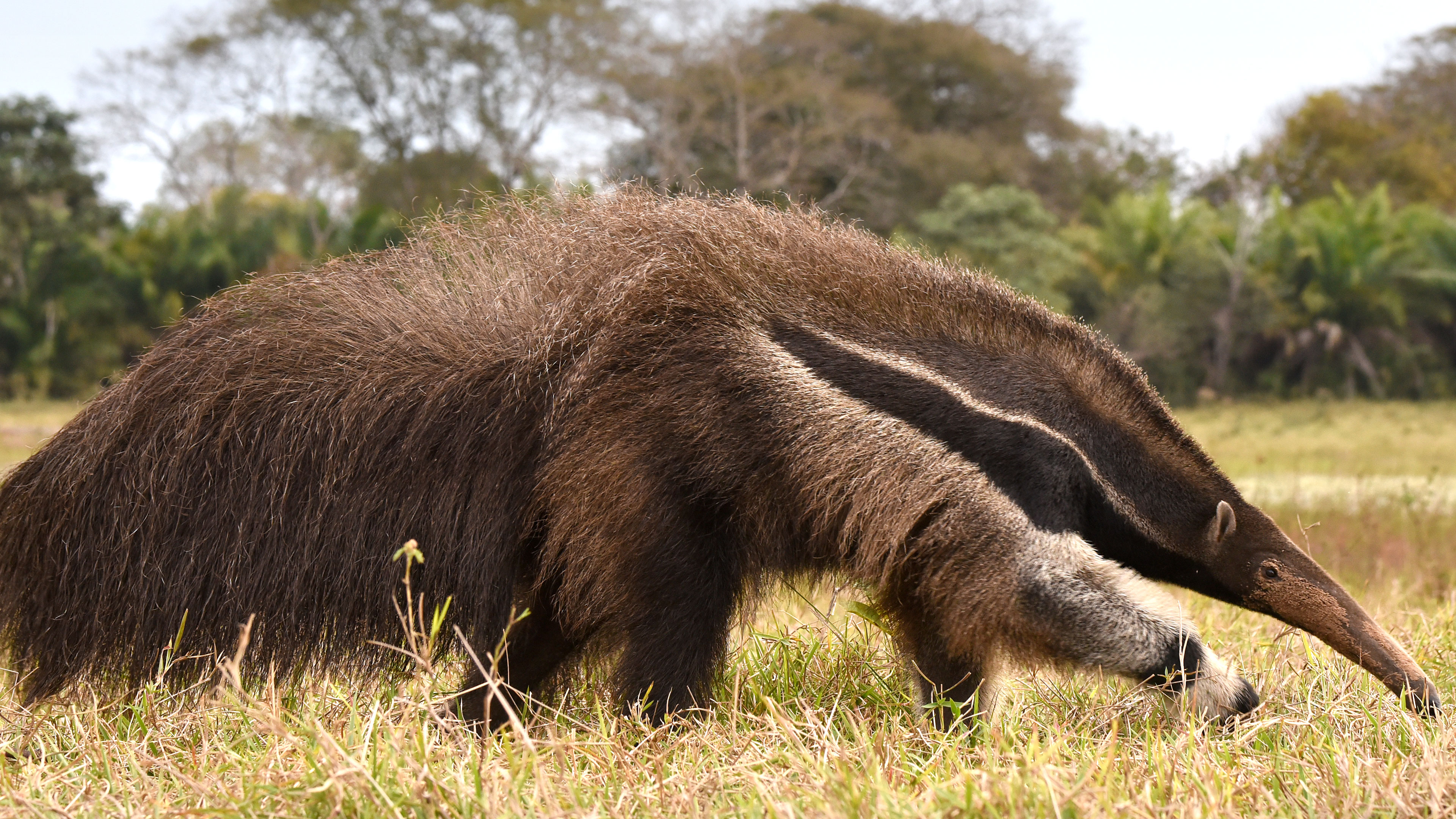 Großer Ameisenbär