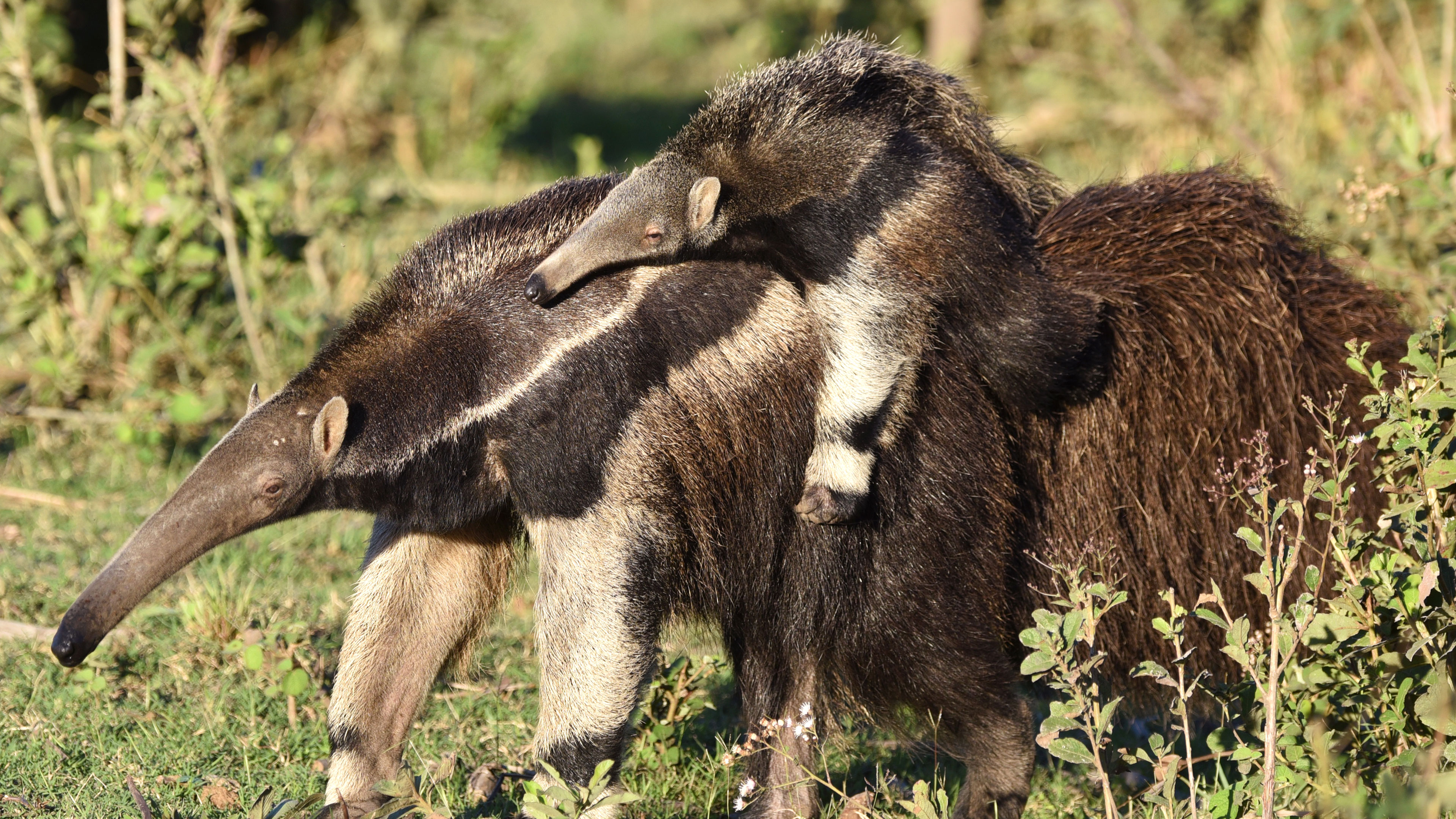 Ameisenbären mit Babys