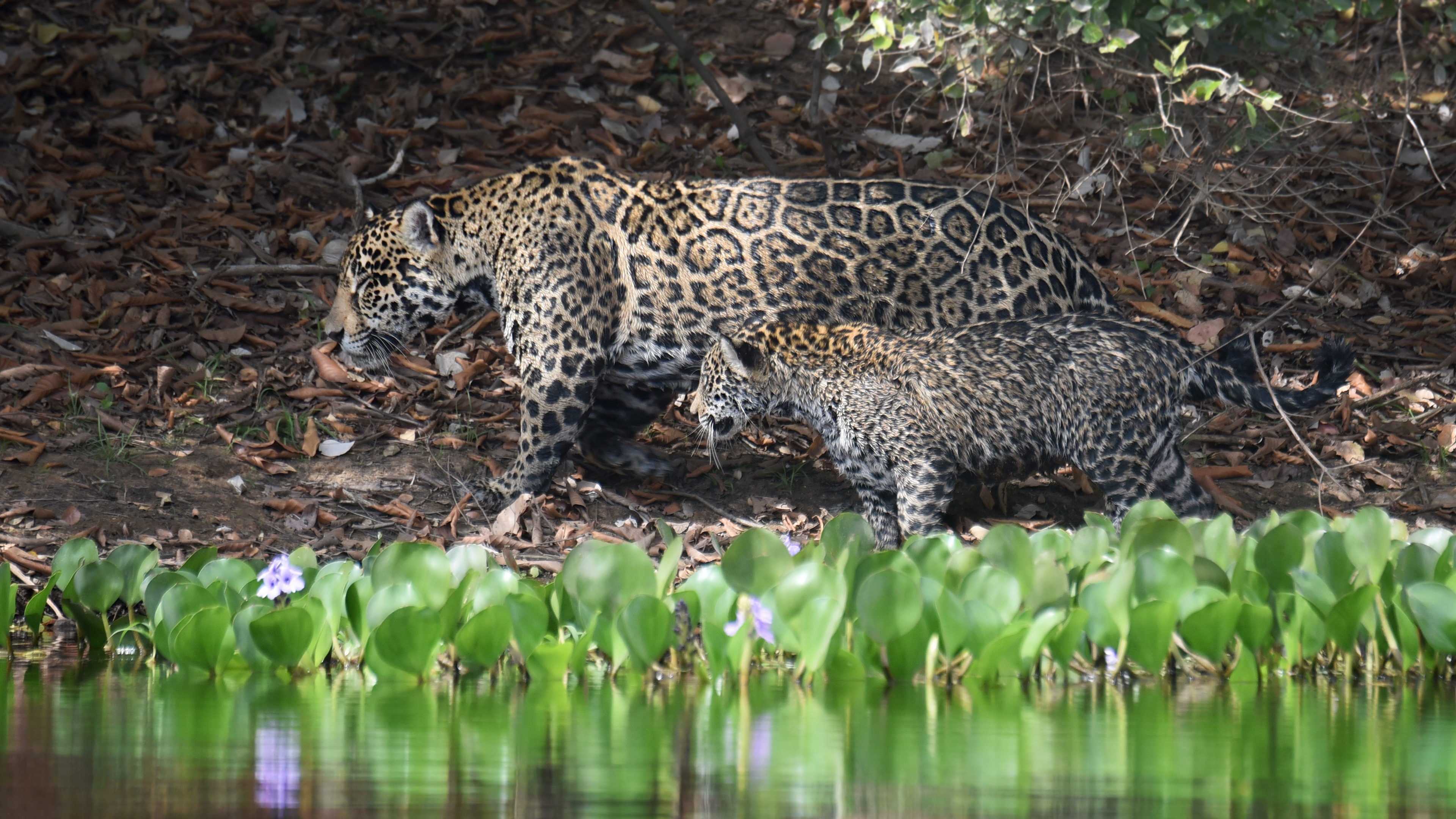 Jaguar mit Baby