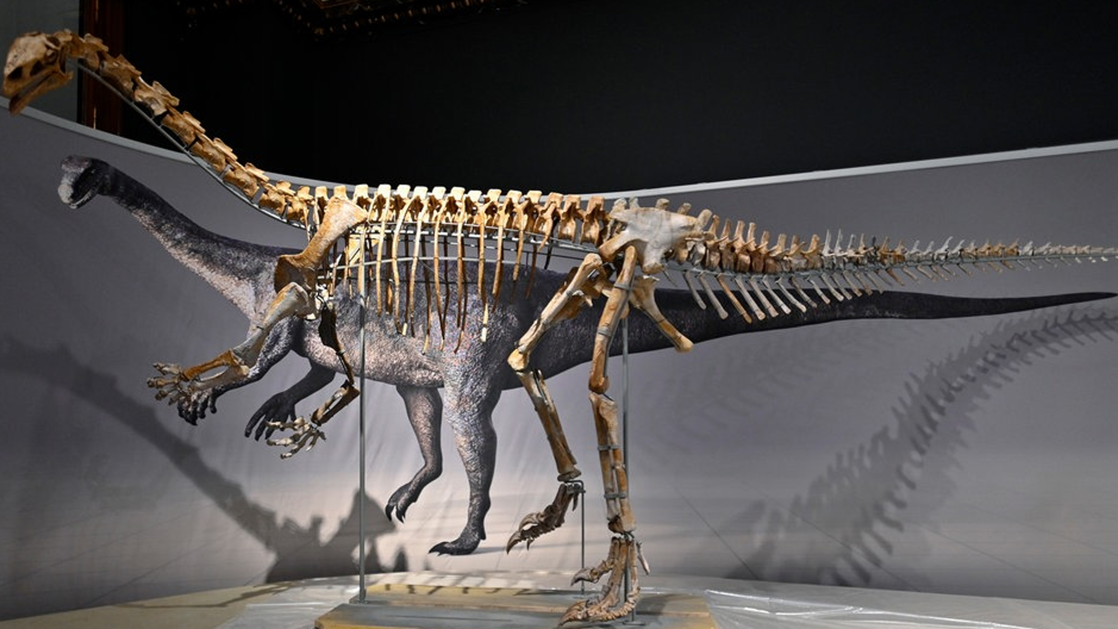 Skelett eines Dinos