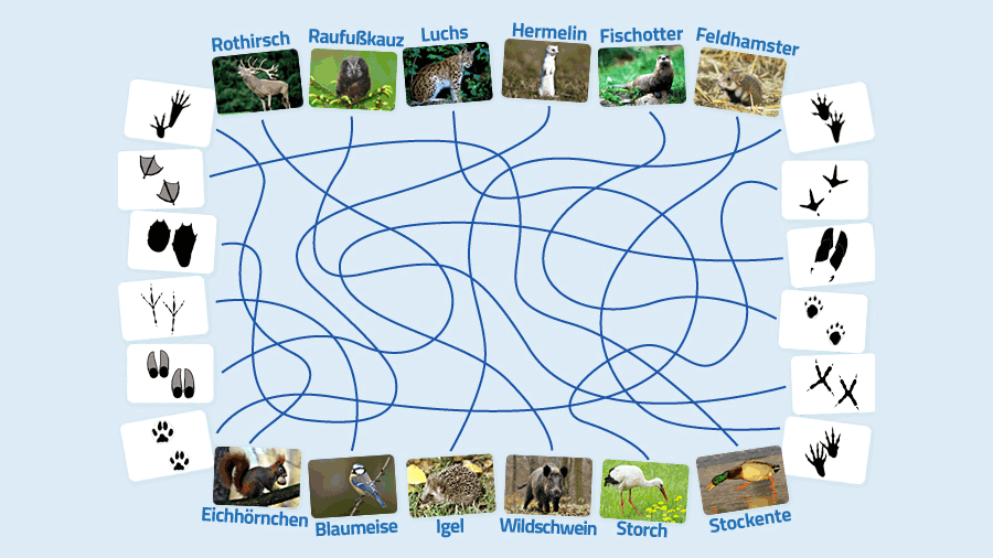 Tierspuren - Die Seite mit der Maus - WDR