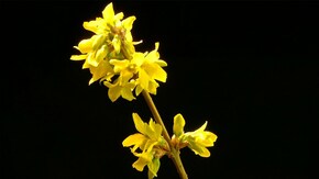 Aufgehende Forsythien; Rechte: WDR