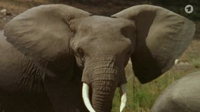 Elefant; Rechte: wdr