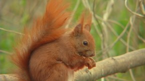 Eichhörnchen; Rechte: wdr