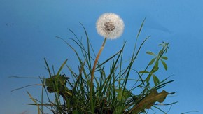 Pusteblume vor blauem Hintergrund; Rechte: WDR