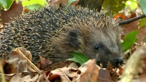 Sachgeschichte - Warum hat der Igel Stacheln?; Rechte: wdr