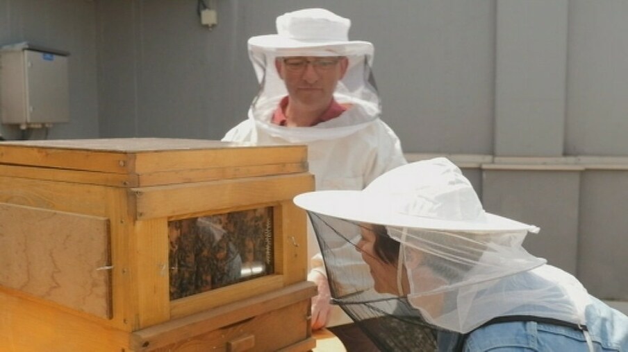 Eine Frau mit einem Imkerhut schaut in einen Bienenkasten