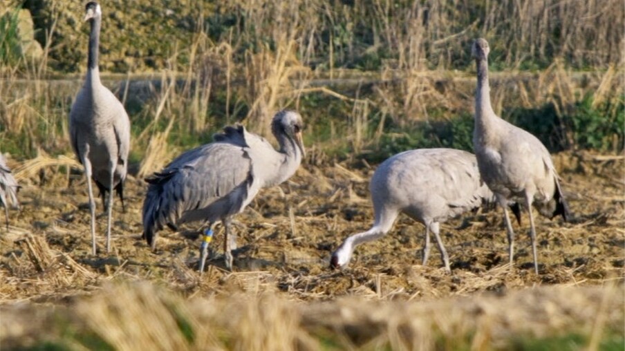 Grusini in Spanien