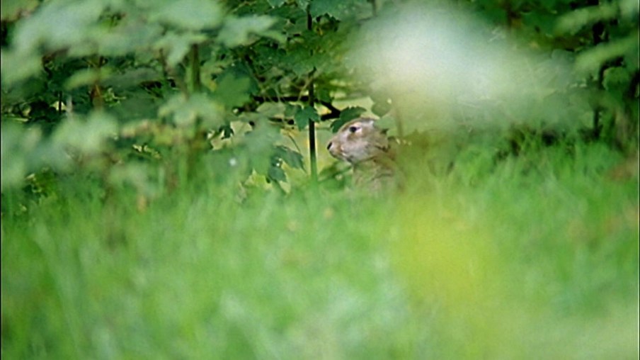 Osterhase versteckt sich in grünem Blattdickicht