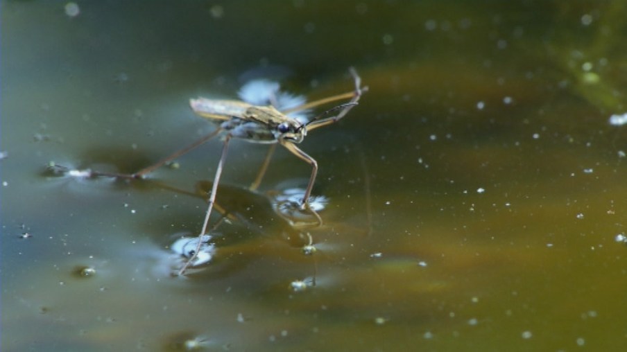 Wasserläufer auf Wasseroberfläche