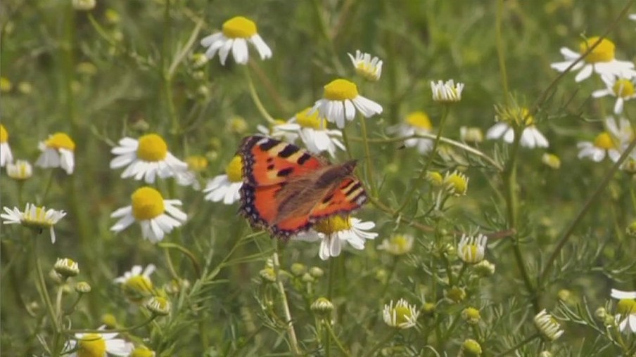 Sachgeschichte Wildkräuter