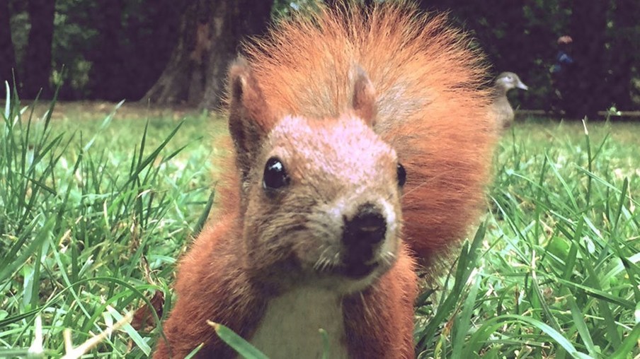 Eichhörnchen im Park