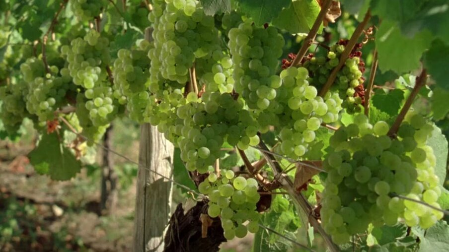 Weinreben mit vielen Trauben