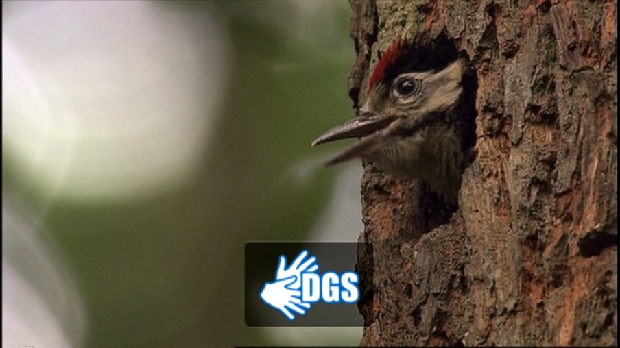 Vogel im Baum