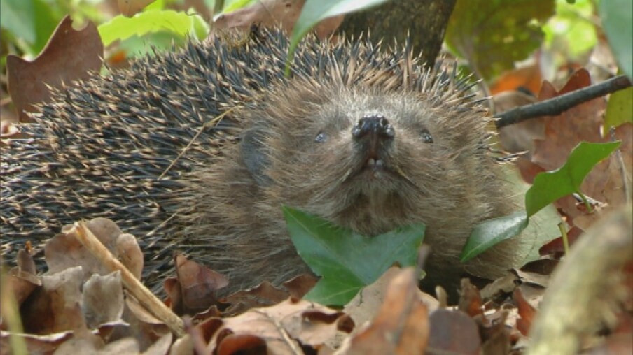 Igel