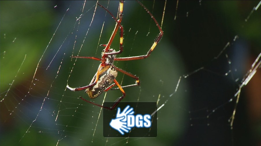 Spinne im Netz
