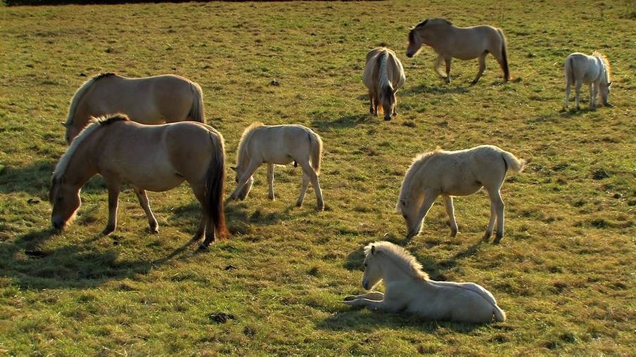 Pferde auf Wiese