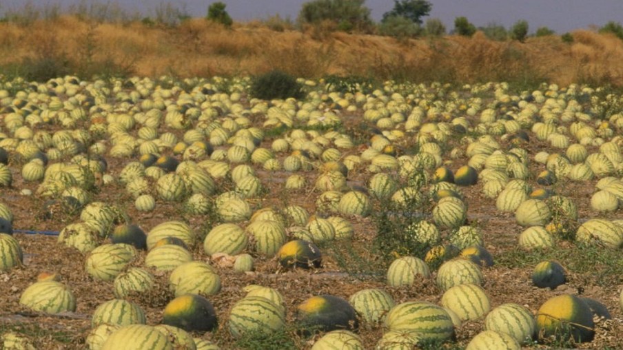Wassermelonen auf einem Feld