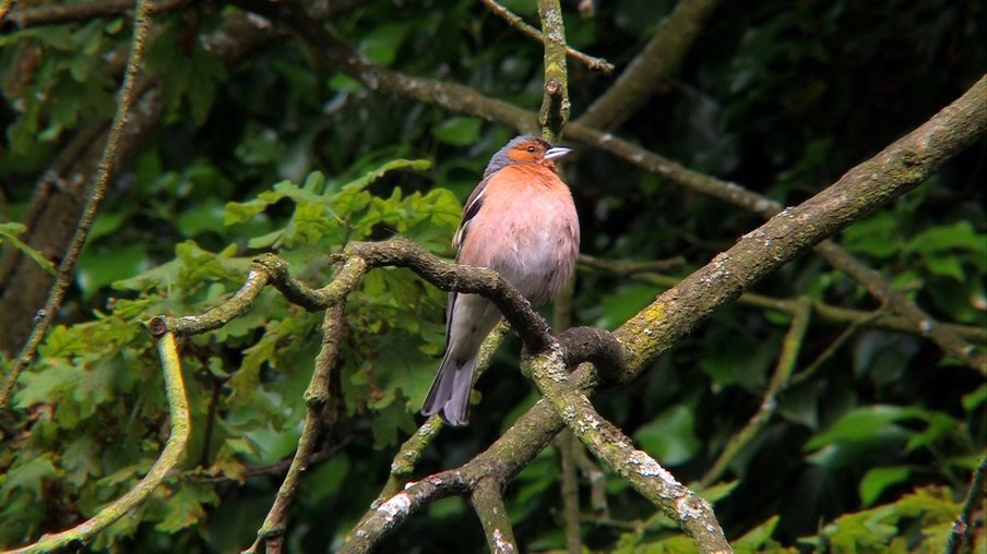 Ein Vogel sitzt auf einem Ast.