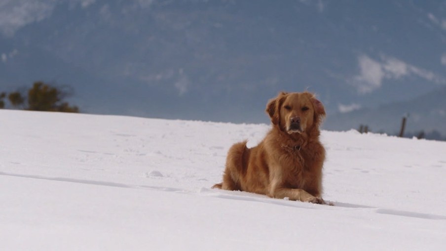 brauner Lawinenrettungshund liegt im Schnee