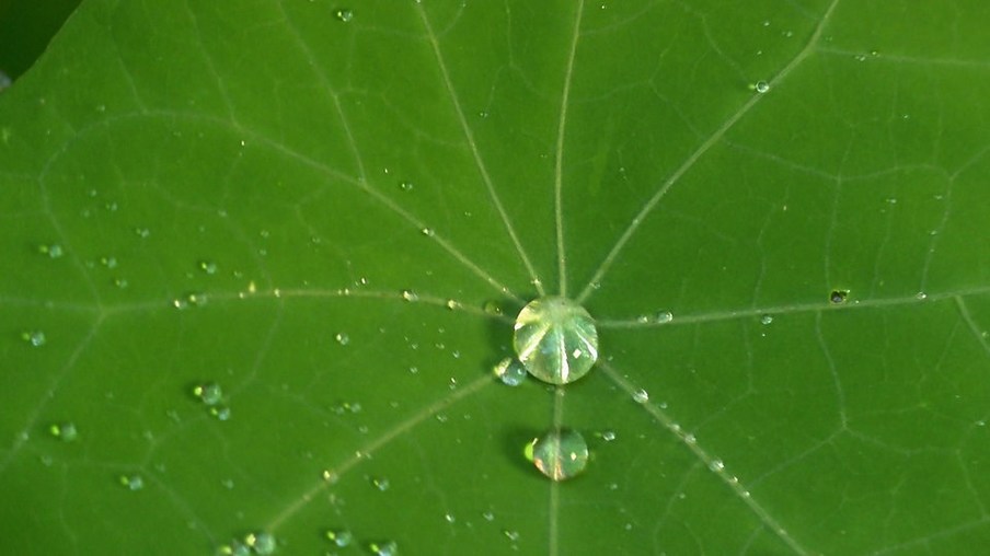 Wasser perlt an einem Blatt ab