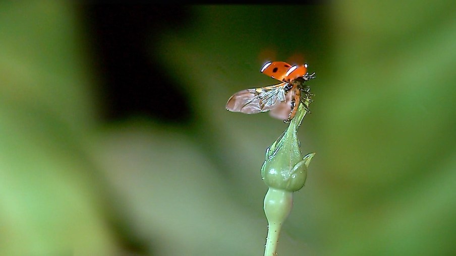 Ein Marienkäfer sitzt auf einer Knospe und spreizt seine Flügel