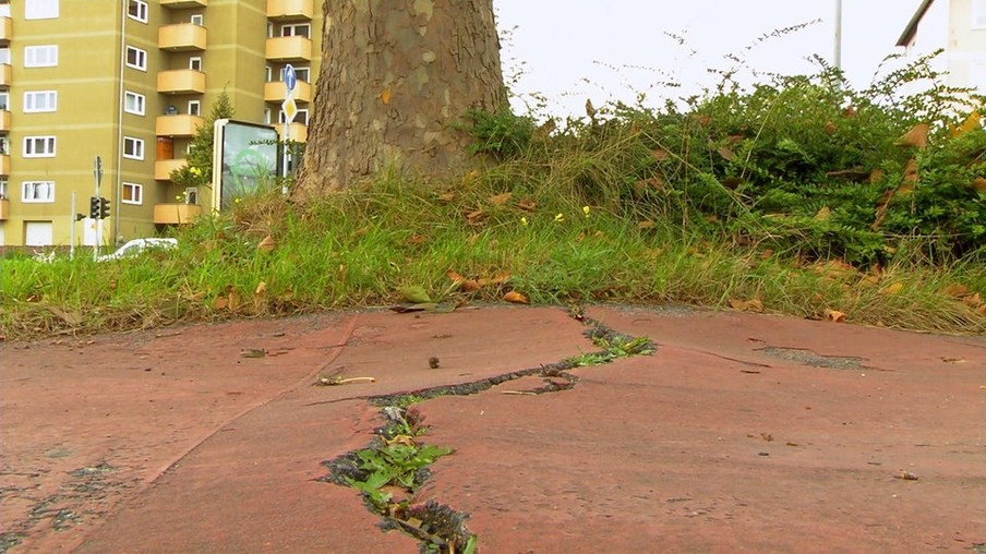 Ein Baum vor einem Hochhaus. Der Asphalt vor dem Baum ist durch Pflanzen von unten aufgebrochen