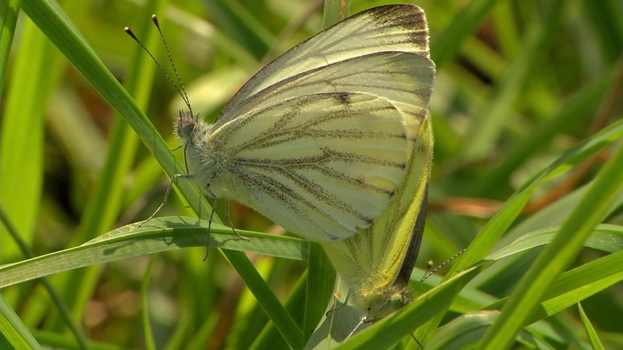 2 Schmetterlinge auf Grashalmen auf einer Wiese