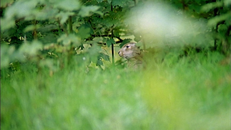 Osterhase versteckt sich in grünem Blattdickicht