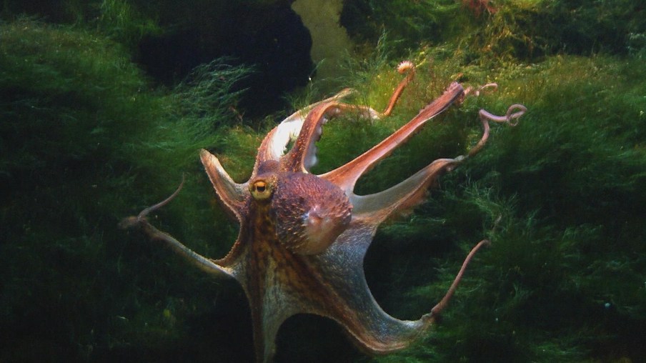Kalle der Oktopus im Wasser