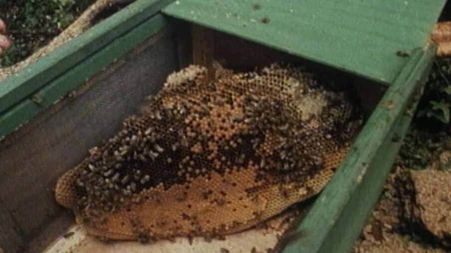 Bienenwaben in einer Kiste