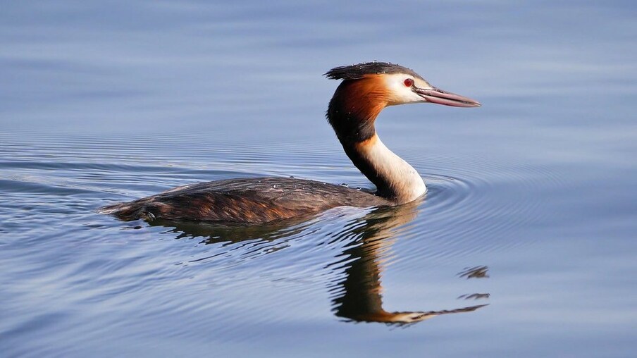 Ein Haubentaucher auf dem Wasser