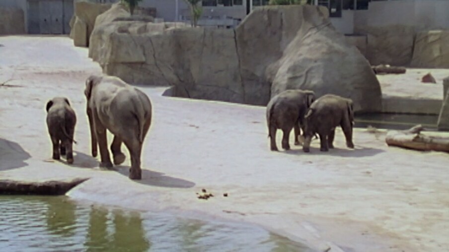 Elefanten im Zoo