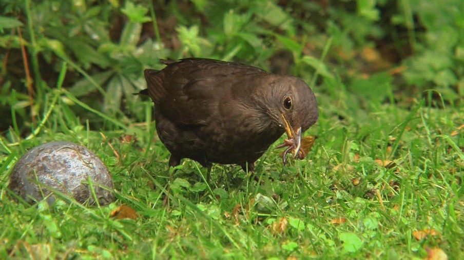 Eine Amsel auf einer Wiese mit einem Wurm im Schnabel