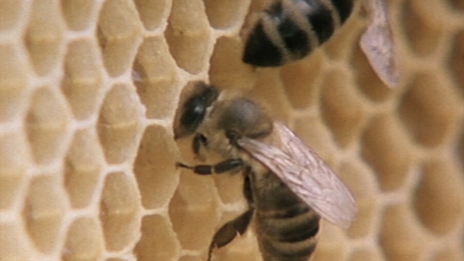Eine Biene an einer Wabe