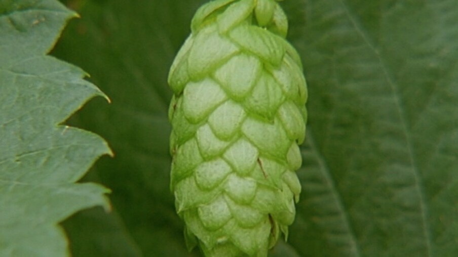 Ein Hopfen-Blütenstand