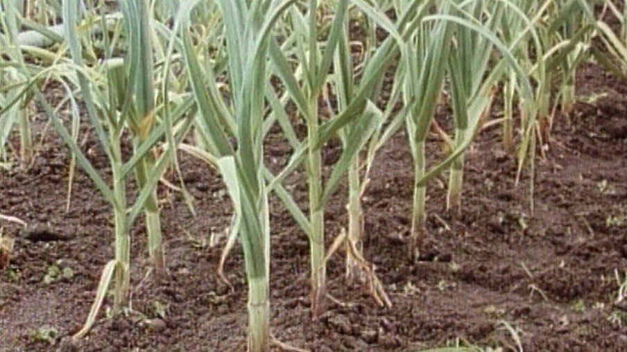 Knoblauchpflanzen auf einem Feld