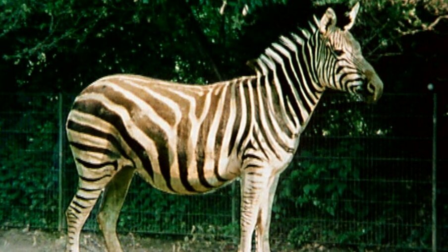 Zebrastreifen