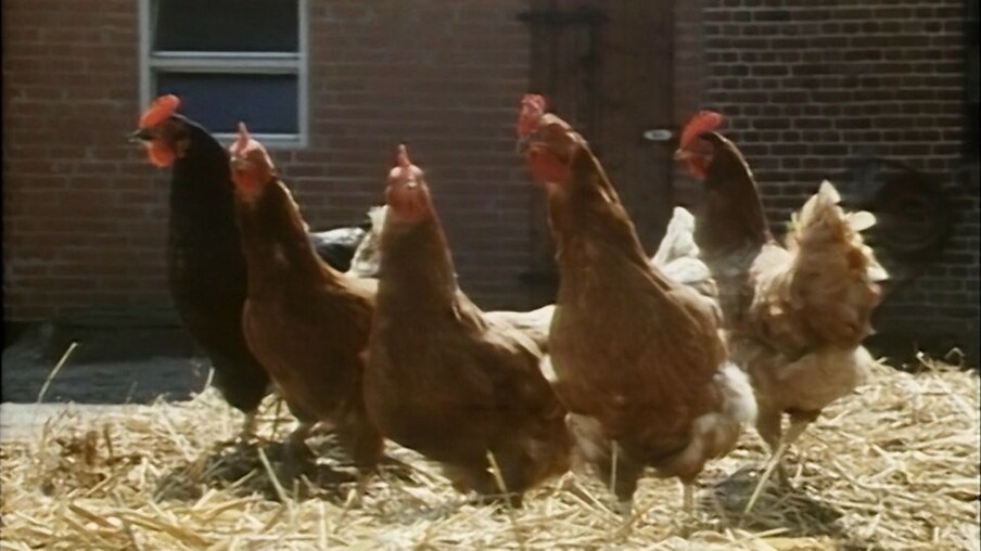 Fünf Hühner draußen auf dem Stroh