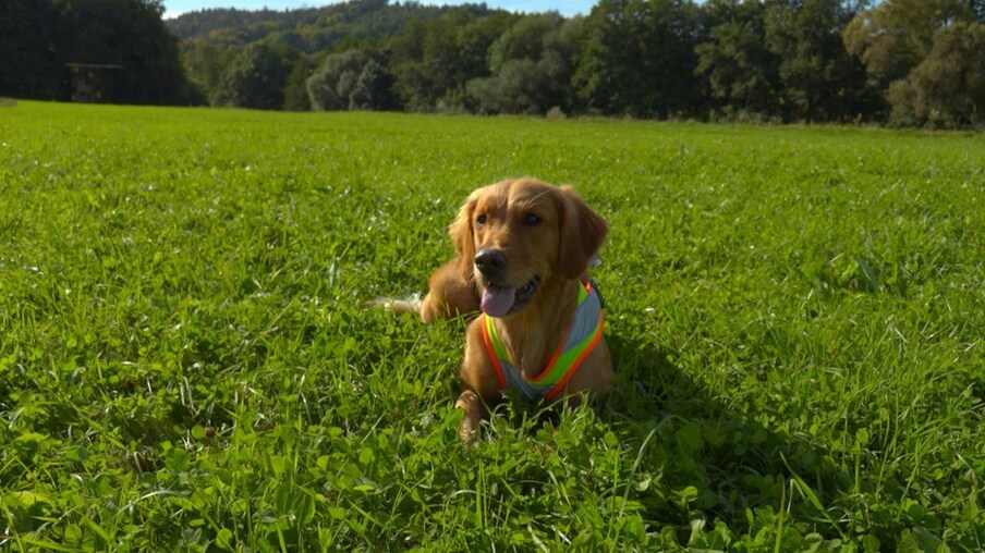 Hund Whisper liegt auf einer Wiese