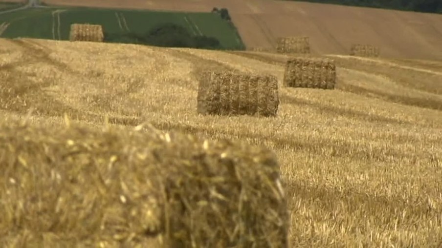 Auf dem Bild ist ein Feld mit in Reihen liegenden Strohballen zu sehen.