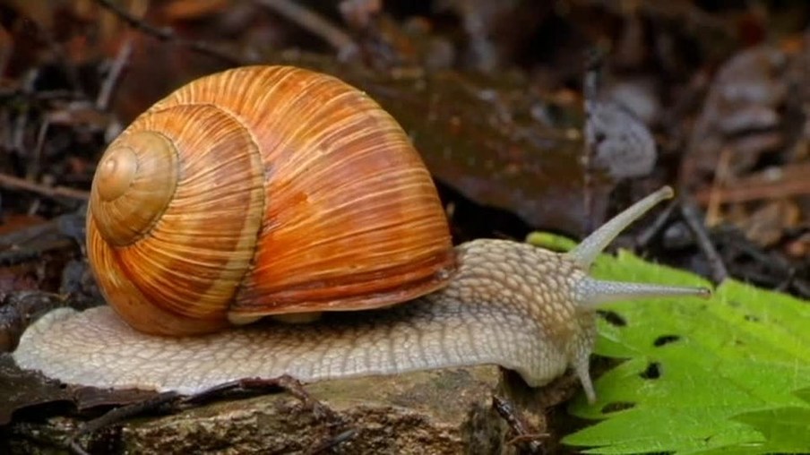 Nahaufnahme einer Schnecke