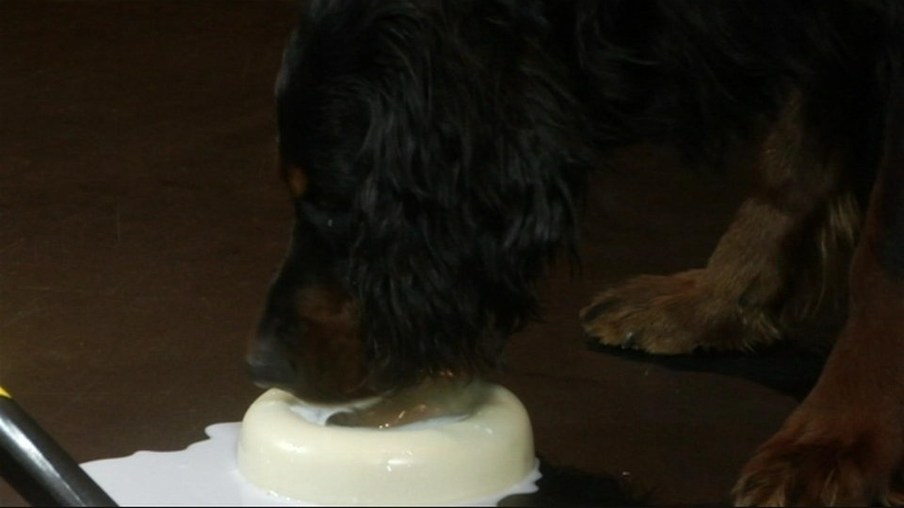 Hund trinkt Milch Slomo