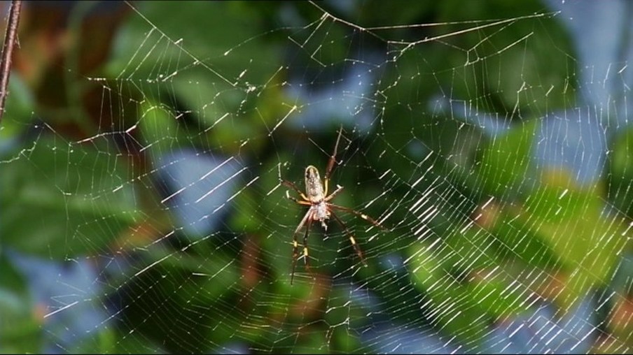 Spinnennetz