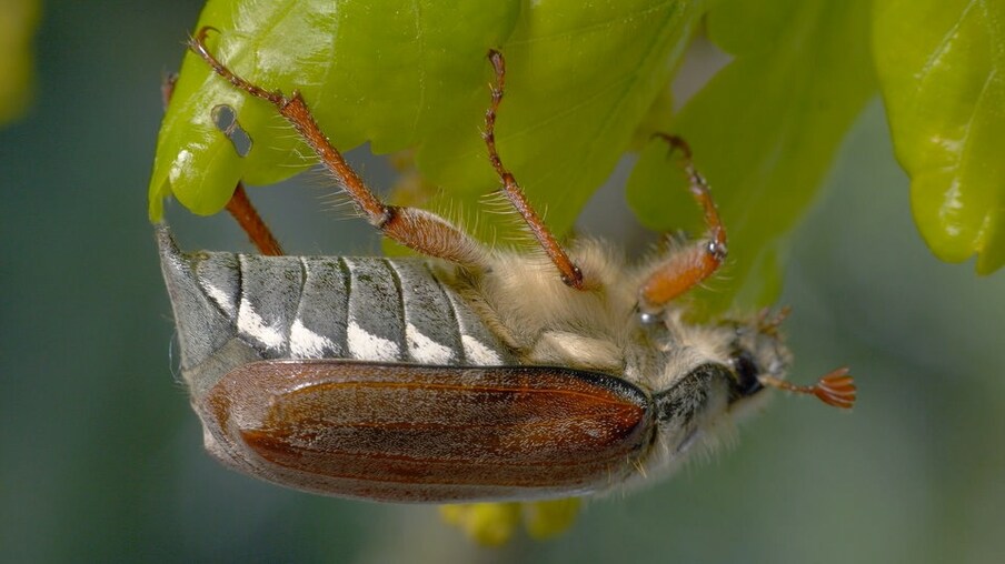 Geteiltes Bild: Bitzer horcht mit einem Bleckrohr am Rasen, ein Maikäfer, ein gelbgrauer Rasensprenger - aus dem Wasser spritzt, Die Mail mit einer türkisen und einer gelben Decke