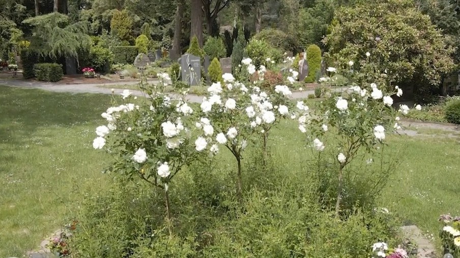 Bild von Friedhof, weiße Rosen,